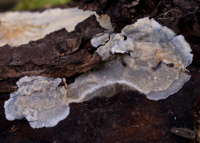 Radulomyces confluens